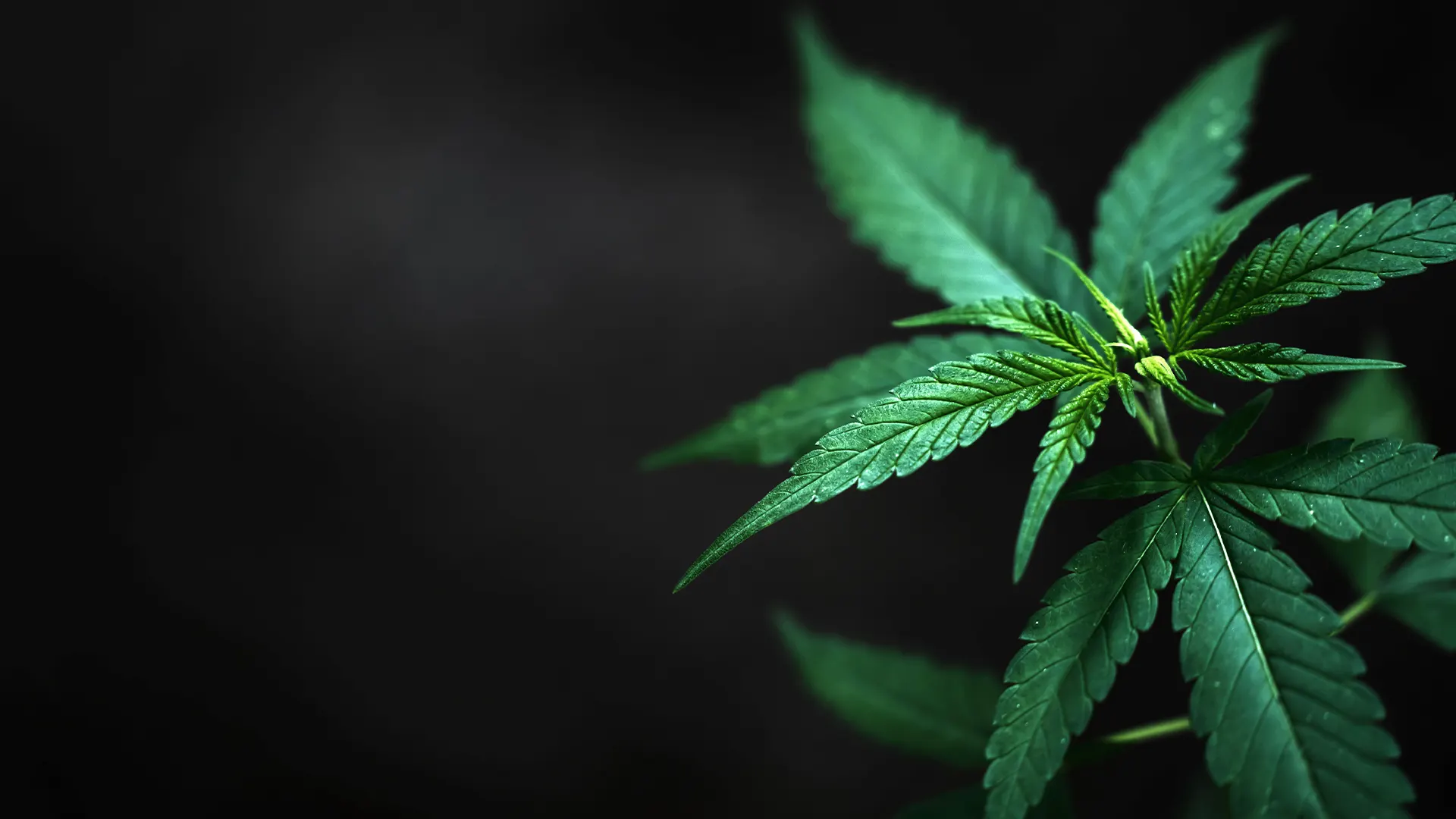 univers CBD